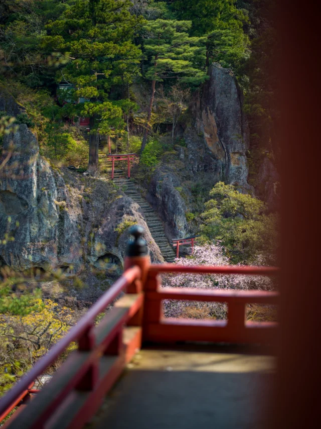 Vermilion whispers, Through cherry blossom petals, Forest paths awake.  朱塗りの囁き 桜の花びらの間に 森林の道が目覚める#torii #cherryblossom #natureescape #offbeatjapan #japan #springserenity #naturephotography #shinto