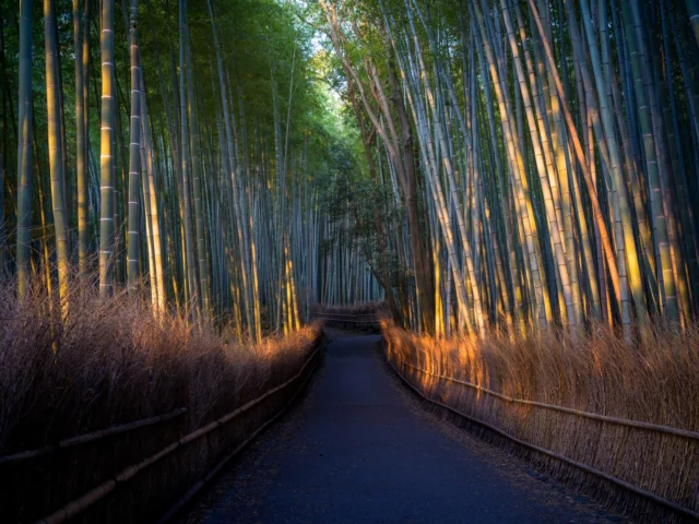 Sunlight dances through, Bamboo whispers secrets old— Golden peace in green. 光が踊る、 竹が古い秘密を囁く— 緑の中の黄金の平和。#Arashiyama #BambooGrove #KyotoDreams #NatureLovers #SereneJapan #offbeatjapan #Japan