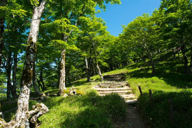 Emerald steps rise, 
under boundless blue whispers— 
nature's gentle climb. 

エメラルドの階段が、広がる青のささやきの下で— 
自然のやさしい登り。 

#NaturePath #JapaneseForest #EmeraldTrail #SpiritualRetreat #MtTakao #OffbeatJapan #Japan