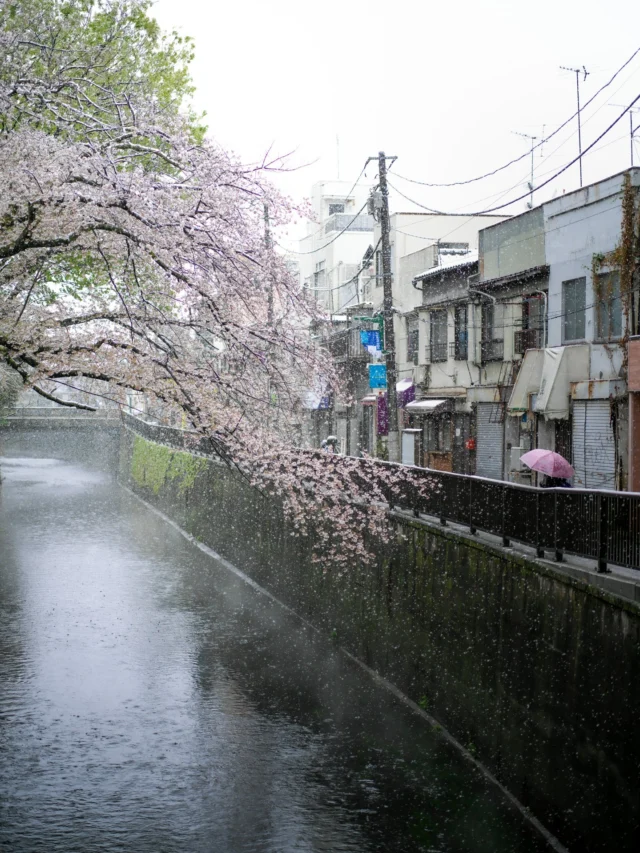 Pale petals whisper, 
In spring's gentle, rainy breath, 
Umbrella blooms fade.

淡い花びら 
春の穏やかな雨 
傘と共に散る 

#sakura #cherryblossom #offbeatjapan #japan #springrain #tranquilbeauty #urbannature #ephemeralbeauty