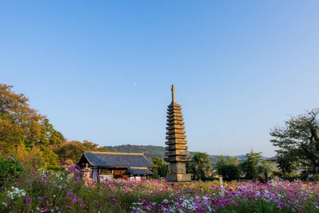 Stone pagoda stands, Cosmos in bloom, moon above— Tranquil whispers hum. ---石塔立つ コスモス咲き、月上に— 静寂の囁き ---#offbeatjapan #japan #explorejapan #hiddenjapan #naturephotography #pagoda #serenity #cosmosflowers