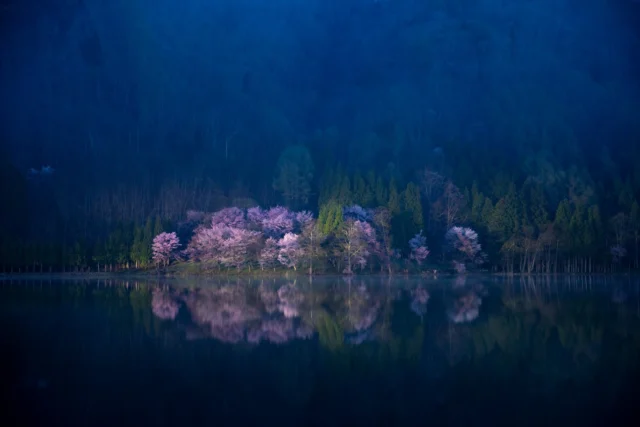Cherry blooms whisper On the island of stillness, Mist holds nature's breath. 桜が囁く 静けさの島で 霧が息を呑む #offbeatjapan #japan #sakura #cherryblossom #naturelovers #serenity #reflections #dreamscape