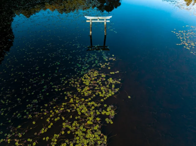 Torii floats on dreams, Lily pads whisper secrets, Sky meets sacred calm. 鳥居は夢に浮かび、 蓮の葉が囁く秘密、 空は神聖な静けさと出会う。 #ToriiReflections #WaterWhispers #SacredCalm #EtherealNature #JapanScenes #OffbeatJapan #Japan