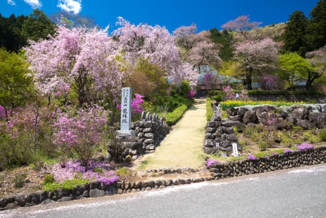 Blossoms in pastel, Whispering tales of springtime, Stupa guards the way.  淡い花々 春の物語 ストゥーパ守る #HanamiMagic #SakuraSeason #CherryBlossoms #ZenPath #CulturalJapan #offbeatjapan #japan