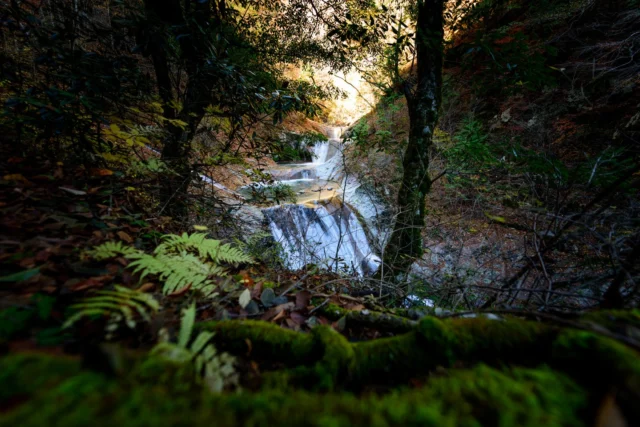 Moss whispers secrets, Autumn leaves paint quiet dreams— Water sighs with light. 苔が秘密を囁く 秋の葉が静かな夢を描く 光とともに水がため息をつく #satoyama #woodlandwonder #serenejapan #waterfallmagic #naturepoetry #offbeatjapan #japan