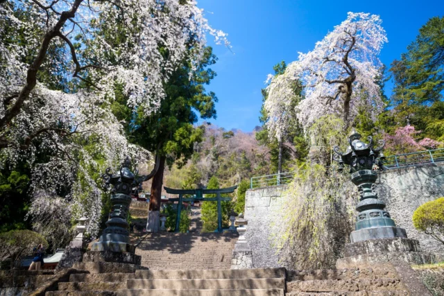 Blossoms whispering, Torii stands between old stones, Spring's breath in silent.桜囁く 古石を越え鳥居 静かなる春#offbeatjapan #japan #sakura #serenity #shinto #cherryblossoms #tradition