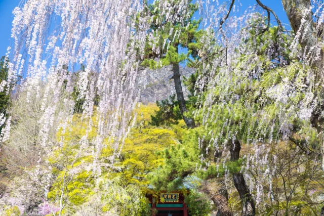 Whispers of spring's light, Sakura cascades unfurl, Nature's brushstrokes glow. 春の囁き、 桜滝のように、 自然の彩。 #sakura #springblossoms #japanphotography #japanesegarden #offbeatjapan #flowerwaterfall #japan