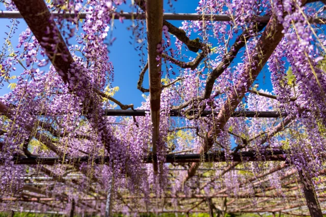 Wisteria dreams, Purple waves in azure sky, Nature's soft embrace. ウィステリアの夢、 青空に揺れる紫、 自然の優しい抱擁。 #WisteriaWonder #FujiMatsuri #WisteriaFestival #JapanNature #BloomingBliss #offbeatjapan #japan