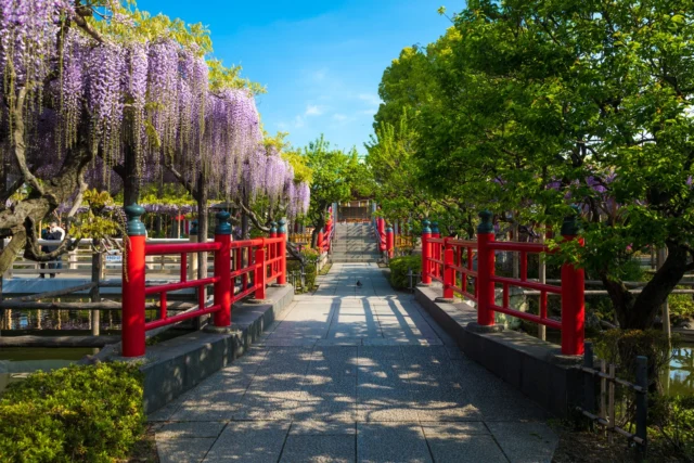 Wisteria drapes, Crimson bridges whisper peace, Shrine of time's embrace. --- 藤が垂れ、 赤い橋が囁く、 時を抱く社。 --- #WisteriaDreams #CrimsonBridge #ShintoSerenity #NatureHarmony #JapaneseGardens #offbeatjapan #japan