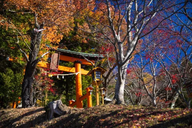 Flames in autumn hues, Torii guards the sacred peace, Sky of endless blue. 秋の色、 鳥居は聖なる平和を守る、 果てしない青空。#japan #offbeatjapan #autumnvibes #torii #shinto #japaneseculture #traveljapan