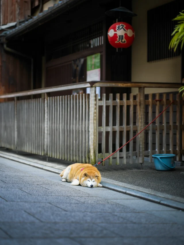 Shiba on cobblestones, Red leash dances with lanterns, Time whispers softly. 柴犬眠る 赤きリード揺れ 時の囁き #ShibaInu #KyotoVibes #JapaneseArchitecture #SereneJapan #offbeatjapan #HistoricStreet #japan