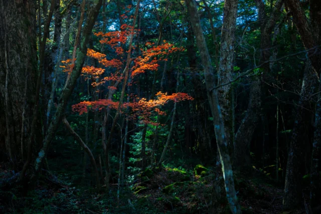 Orange leaves whisper, Midst shaded greens and shadows— Nature's secret glow.---オレンジの葉 緑と影の中— 自然の秘密の輝き。---#koyo #autumnleaves #forestvibes #naturephotography #offbeatjapan #japan #hiddenbeauty