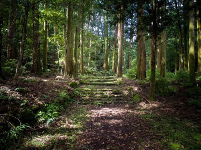 Moss blankets the ground, Sunlight dances through the trees, Path of ancient stone. 苔の絨毯 木漏れ日の舞い 古の石道 #offbeatjapan #japan #forestwhispers #sacredwoods #ancientpath #mysticalforest #naturelover
