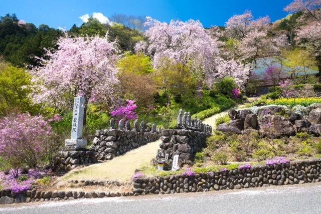 Pink petals cascade, Guardians watch in silence, Spring's sacred embrace. ピンクの花びらが降り注ぎ、 静寂の中で守護神が見守る、 春の神聖な抱擁。 #sakura #springinjapan #buddhisttemple #cherryblossom #offbeatjapan #japan #zenvibes #azalea