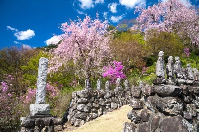 Pillars guard the past, Under blossoms' pink embrace— Spring whispers linger. ---石像守る 桜の花にて— 春の囁き ---#cherryblossoms #jizos #traditionaljapan #serenefields #floralguardians #offbeatjapan #japan
