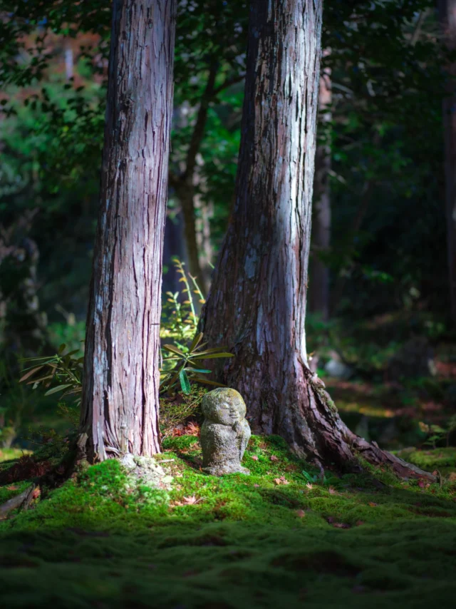 Moss blankets the earth, Whispering tales of Jizo — Green dreams in the woods.  苔が覆う 地蔵の物語 — 森の緑の夢。  #forestwhispers #mossmagic #japaneseculture #jizo #spiritualjourney #offbeatjapan #japan