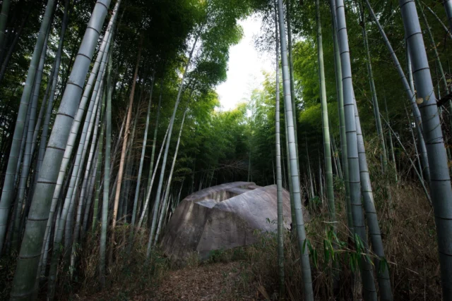 Silent green whispers Pathway through the towering strength Grey stone stands at peace 静かな緑の囁き 高くそびえる力の小道 灰色の岩が平和に立つ #bambooforest #japanesenature #serenity #stonepath #greenvibes #offbeatjapan #japan