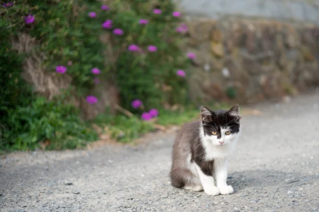 Gentle feline gaze, Wild magenta whispers close, Nature's tender hug. ---やさしい猫のまなざし、 間近にささやくマジェンタの花、 自然の優しい抱擁。 ---#kitteninthewild #ruraljapan #naturemeetslife #japanesebeauty #quietcountrylife #whisperingblooms #offbeatjapan #japan